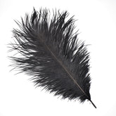 Ostrich Feather