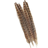 Hen Pheasant Tail Feathers
