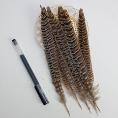Hen Pheasant Tail Feathers