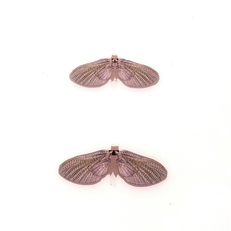 Mayfly Wing