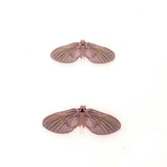Mayfly Wing