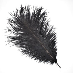 Ostrich Feather