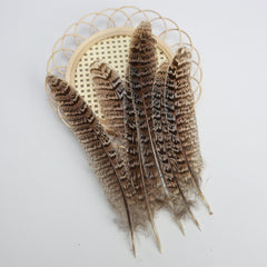 Hen Pheasant Tail Feathers