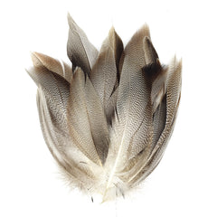 Wild Duck Feather