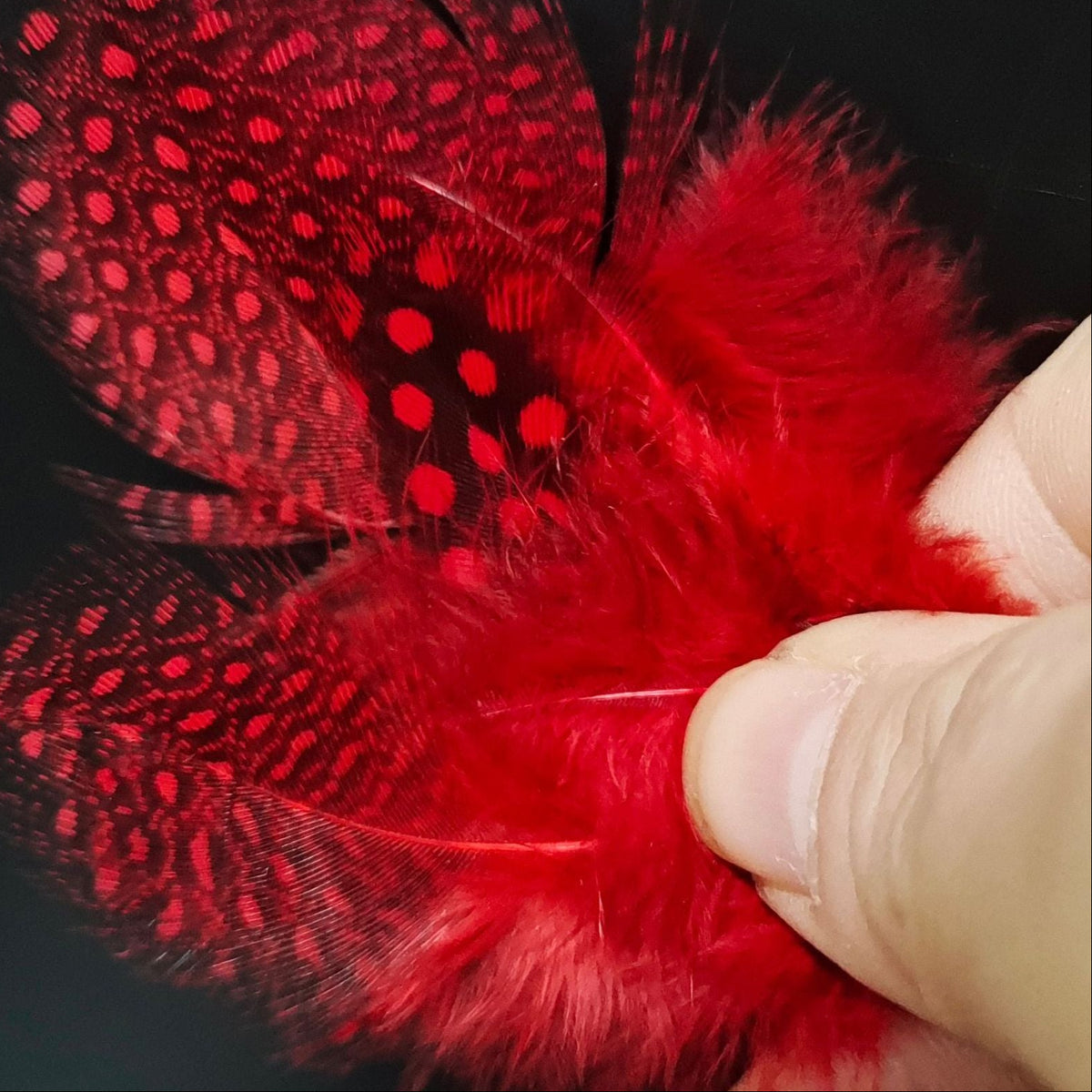 Spotted Feather-Mosquito Wing