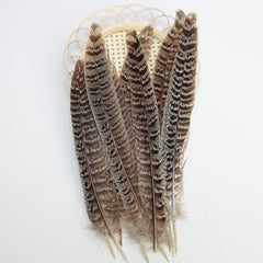 Hen Pheasant Tail Feathers